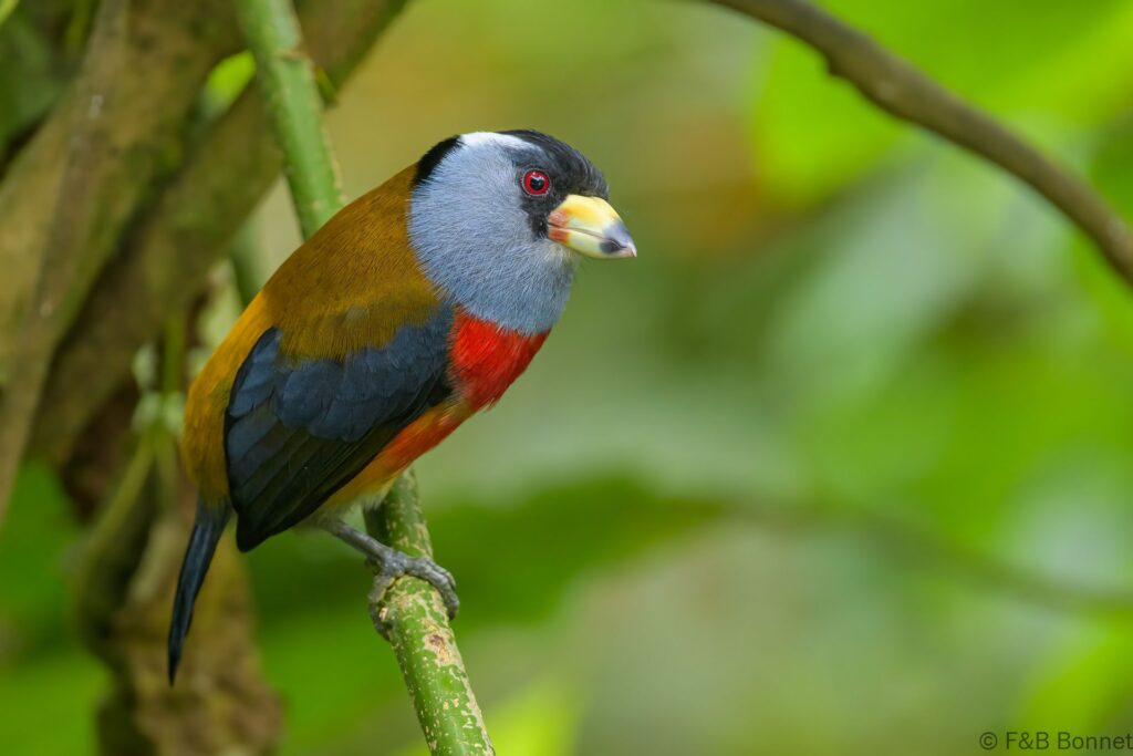 Cabezón tucán - Ecuador - Mindo - 2023