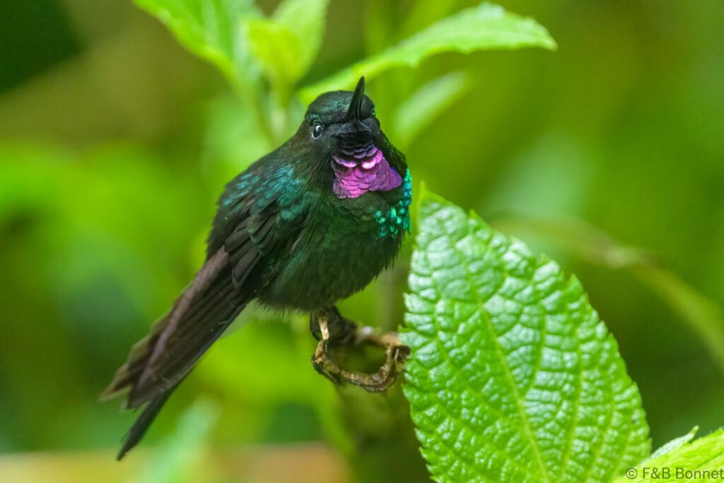 Colibrí turmalina ♂ - Ecuador - Guango lodge - 2023