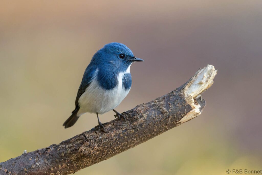 Ultramarine Flycatcher ♂ - Thailand - Doi Inthanon - 2024