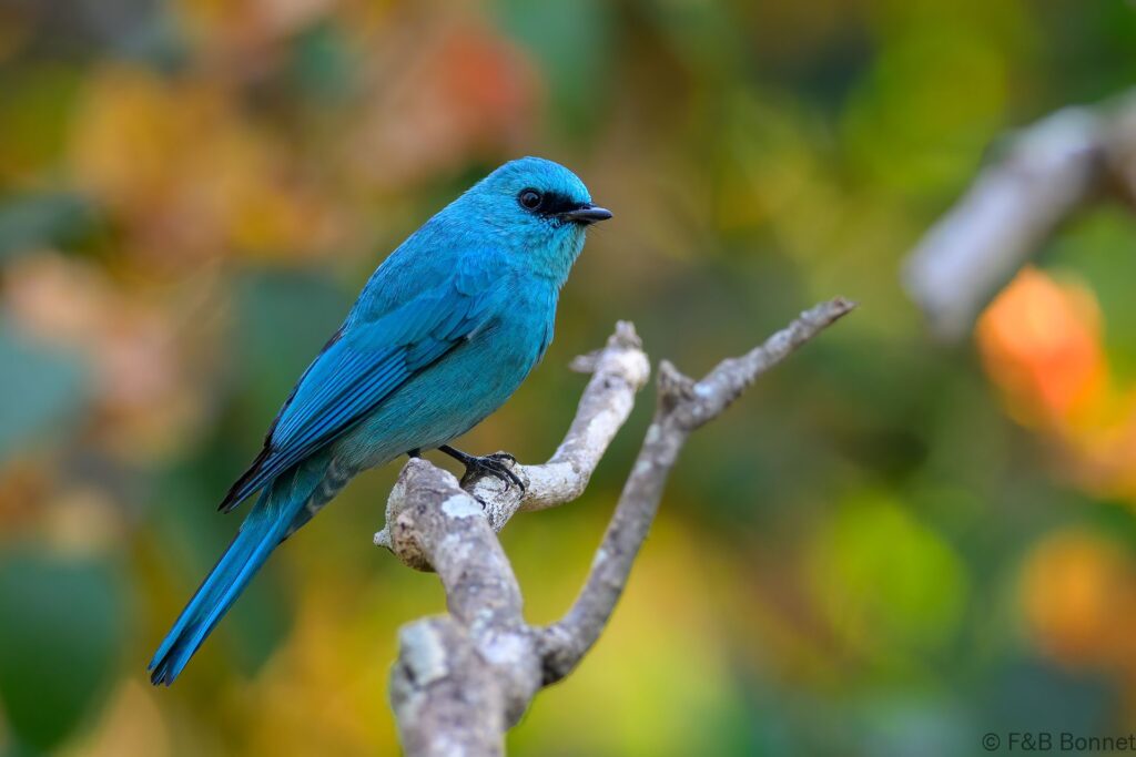 Verditer Flycatcher - Thailand - Kaeng Krachan - 2025