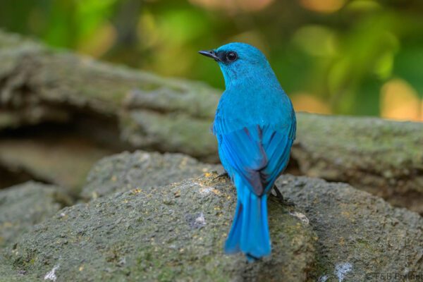 Verditer Flycatcher - Vietnam - Di Linh - 2026