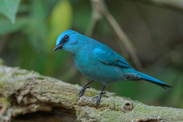 Verditer Flycatcher - Vietnam - Di Linh - 2026