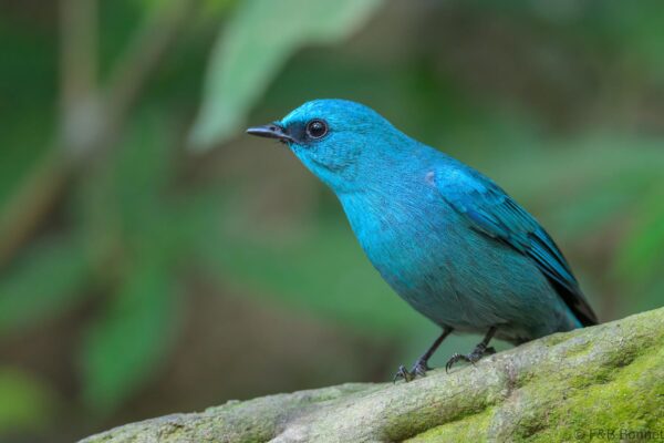 Verditer Flycatcher - Vietnam - Di Linh - 2026