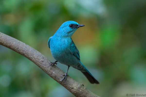 Verditer Flycatcher - Vietnam - Di Linh - 2026