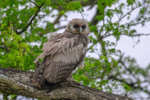 Verreaux's (Giant) Eagle-Owl - South Africa - Kruger NP - 2025
