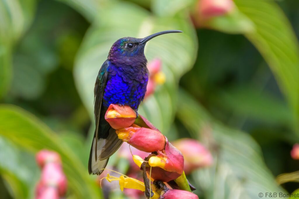 Colibrí morado - Costa Rica - Los Quelitales - 2021