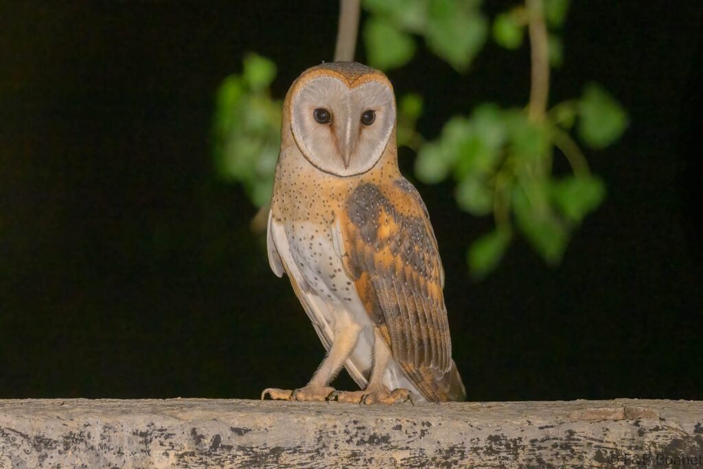 Western Barn Owl - South Africa - Marrick GR - 2025