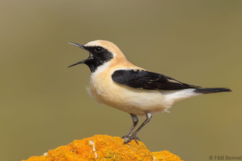 Collalba rubia - España - Andalucía - 2023
