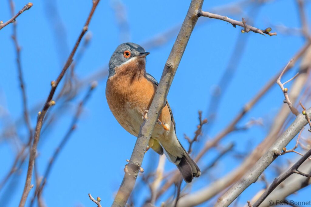 Curruca carrasqueña occidental - España - Andalucía - 2023