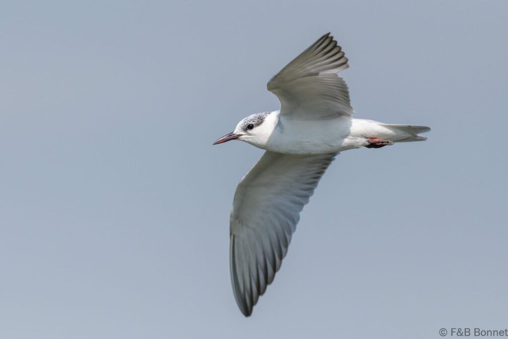 Whiskered Tern - Thailand - Bangpu - 2023