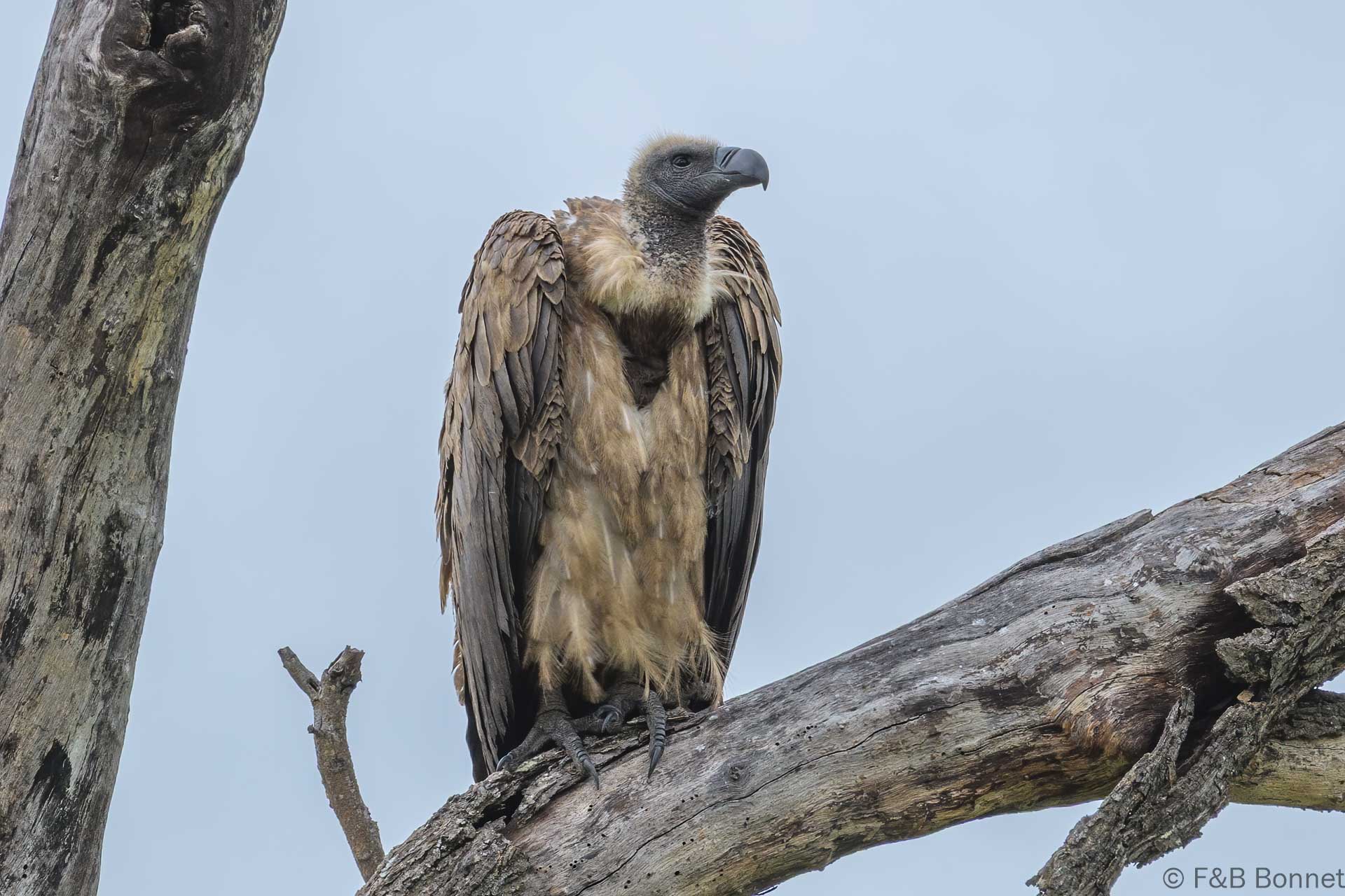 White-backed Vulture - South Africa - Kruger NP - 2025