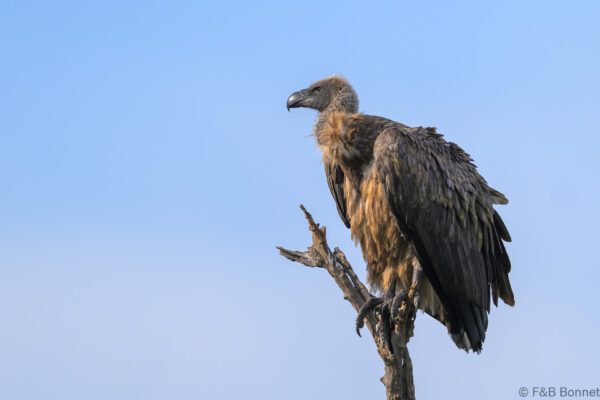 White-backed Vulture - South Africa - Kruger NP - 2025
