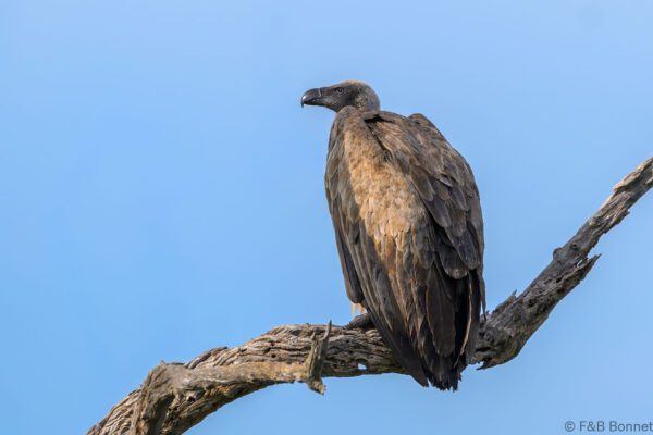 White-backed Vulture - South Africa - Kruger NP - 2025