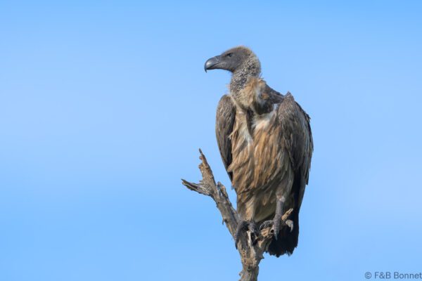 White-backed Vulture - South Africa - Kruger NP - 2025