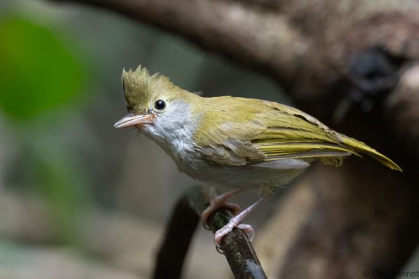 White-bellied Erpornis - Thailand - Krung Ching - 2026