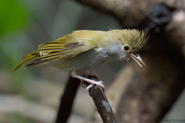 White-bellied Erpornis - Thailand - Krung Ching - 2026