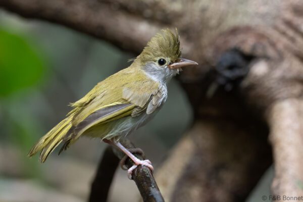 White-bellied Erpornis - Thailand - Krung Ching - 2026