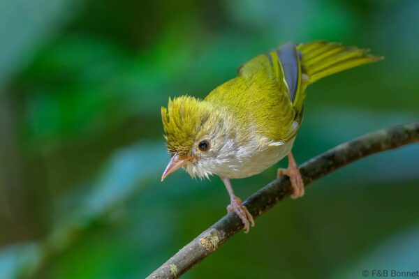 White-bellied Erpornis - Vietnam - Di Linh - 2026