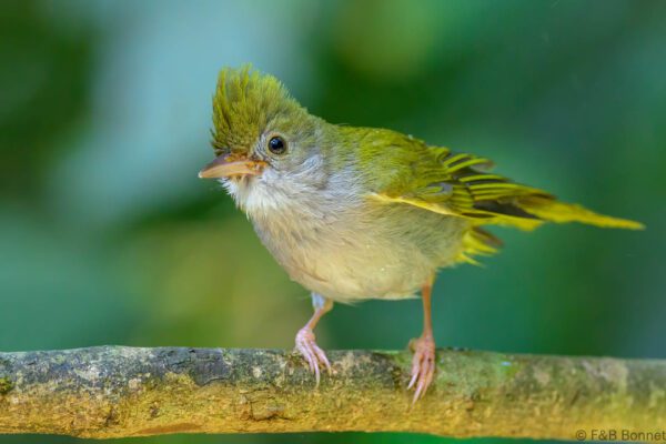 White-bellied Erpornis - Vietnam - Di Linh - 2026