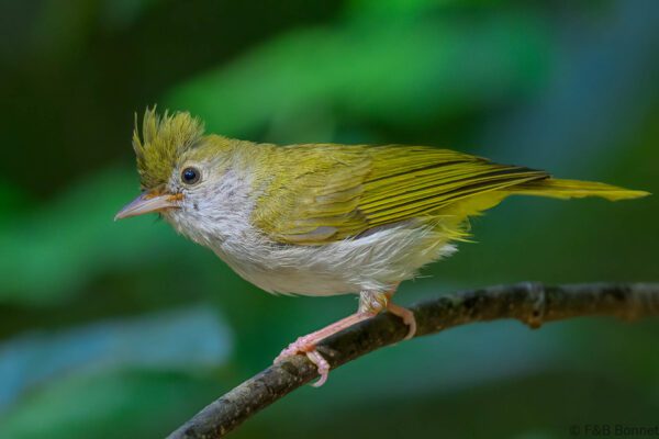 White-bellied Erpornis - Vietnam - Di Linh - 2026