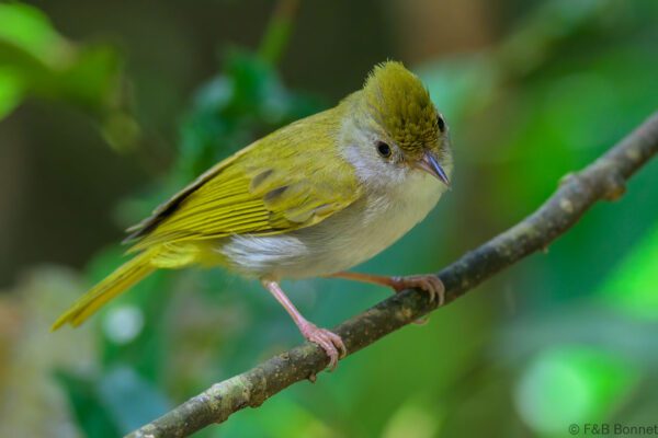 White-bellied Erpornis - Vietnam - Di Linh - 2026