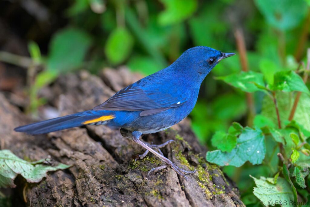 White-bellied Redstart - China - Yunnan - 2025