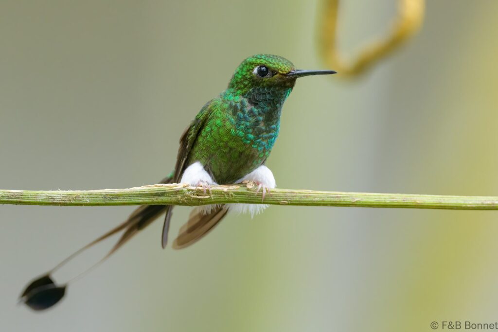 White booted racket tail ecuador 3