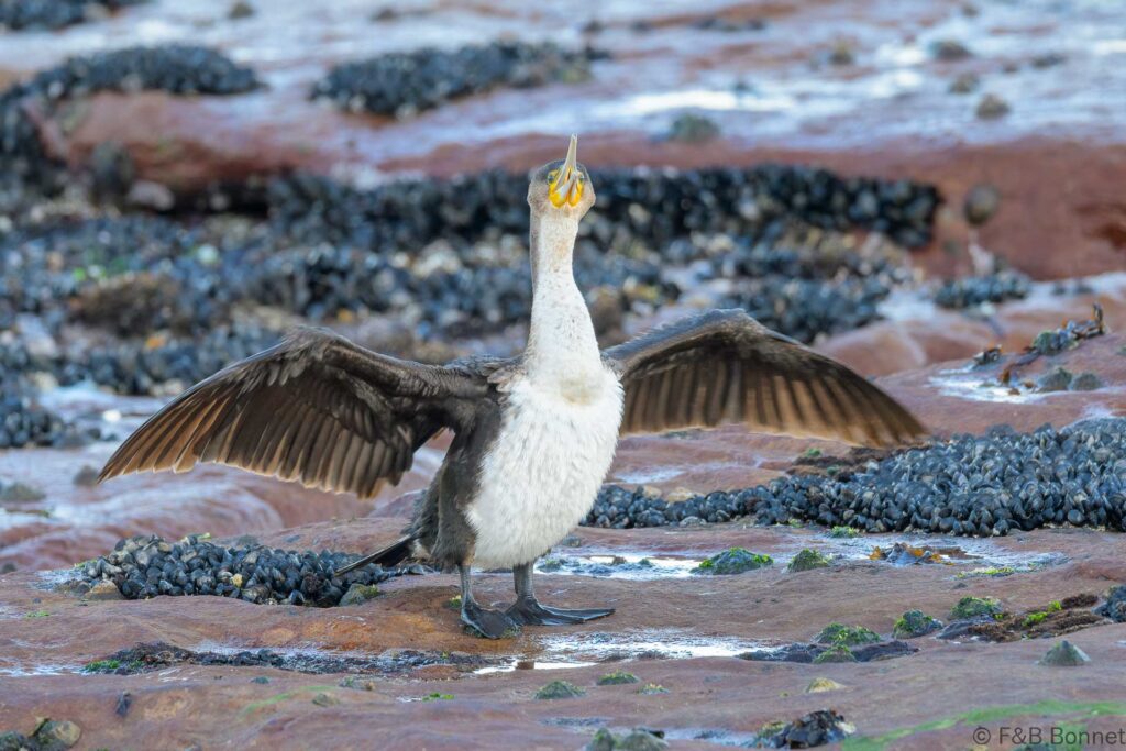 White-breasted Cormorant_South Africa-1