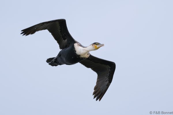 White breasted Cormorant - South Africa - Ndumu - 2026