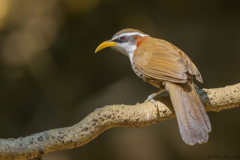 White-browed Scimitar-babbler - Thailand - Kaeng Krachan - 2023