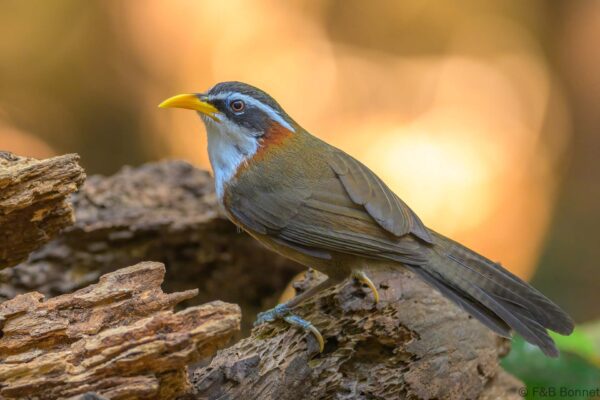 White-browed Scimitar-babbler - Vietnam - Da Lat - 2026