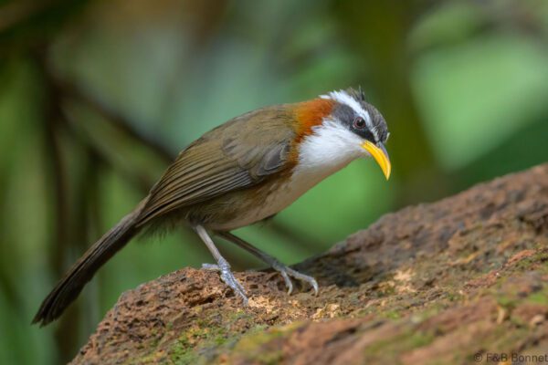 White-browed Scimitar-babbler - Vietnam - Da Lat - 2026