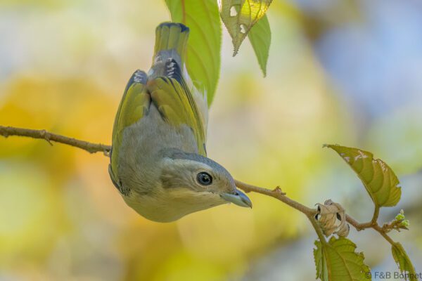 White-browed Shrike-babbler ♀ - Thailand - Doi Inthanon - 2024