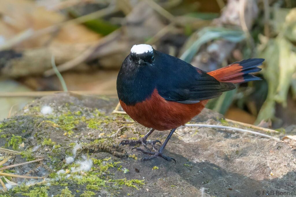 White-capped Redstart - Thailand - Doi Inthanon - 2024