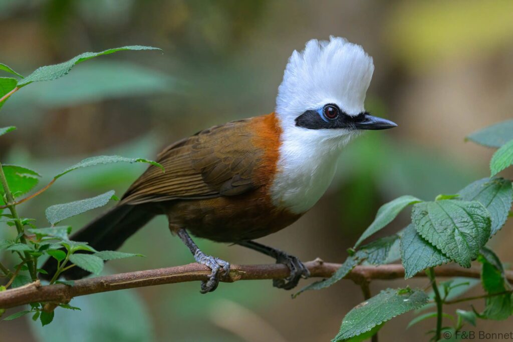 White-crested Laughingthrush - China - Yunnan - 2025