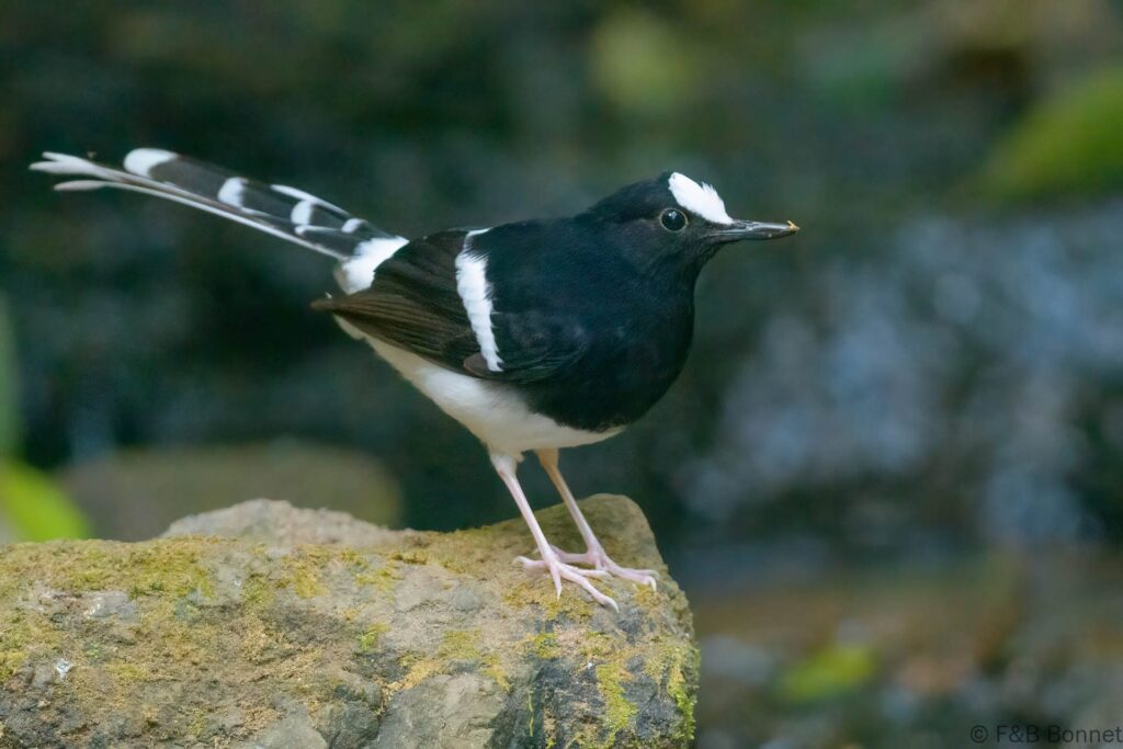 White-crowned Forktail - Thailand - Doi Inthanon - 2024