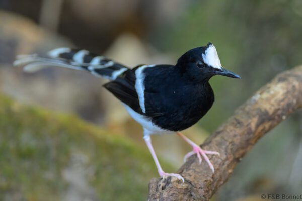 White-crowned Forktail - Thailand - Doi Inthanon - 2026