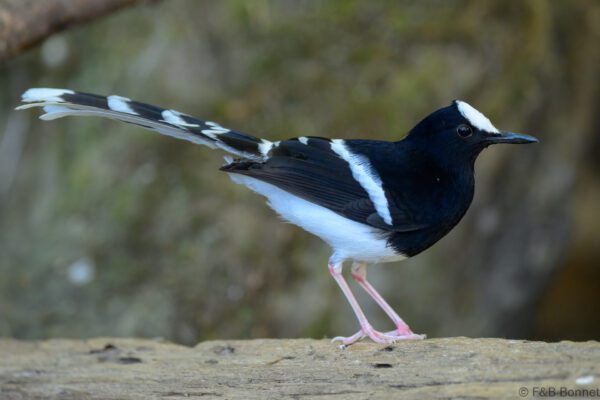 White-crowned Forktail - Thailand - Doi Inthanon - 2026