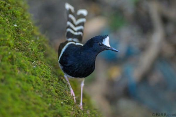 White-crowned Forktail - Thailand - Doi Inthanon - 2026