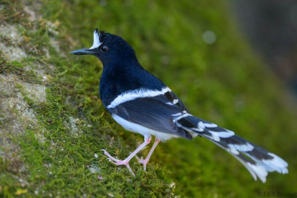 White-crowned Forktail - Thailand - Doi Inthanon - 2026