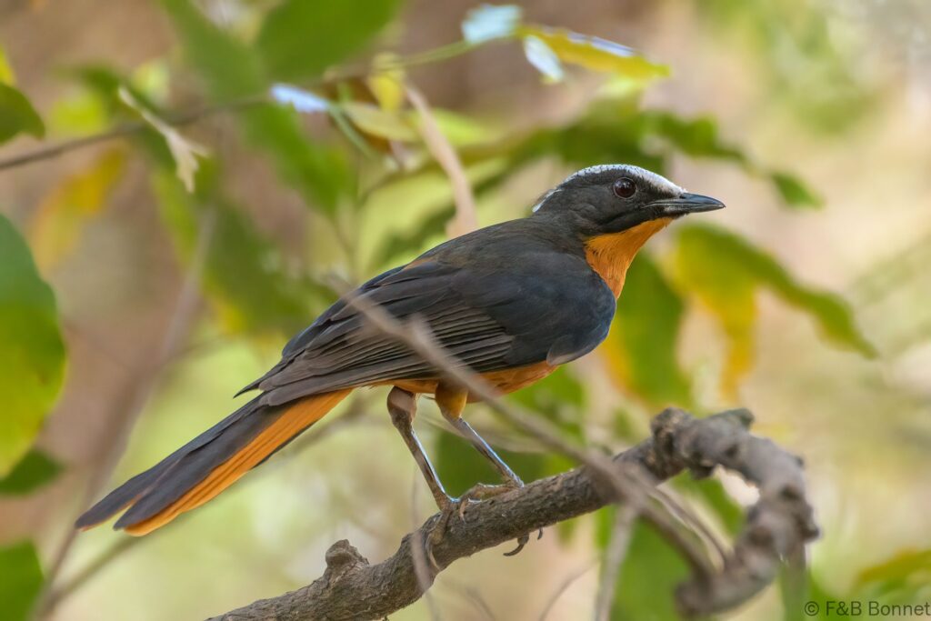 Cossyphe à calotte blanche - Senegal - Mako - 2023