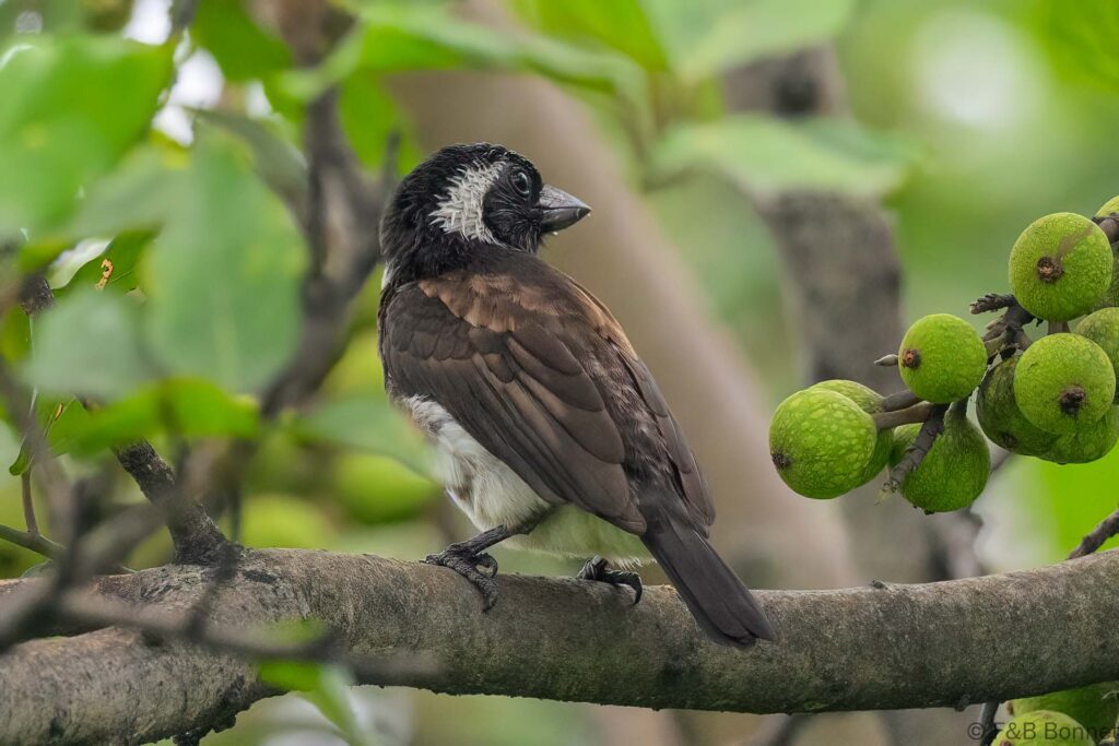 White-eared Barbet - South Africa - Santa Lucia - 2025