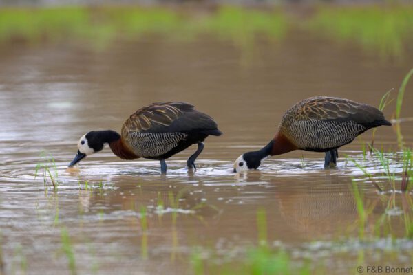 White-faced Whistling Duck - South Africa - Kruger NP - 2025