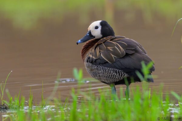 White-faced Whistling Duck - South Africa - Kruger NP - 2025