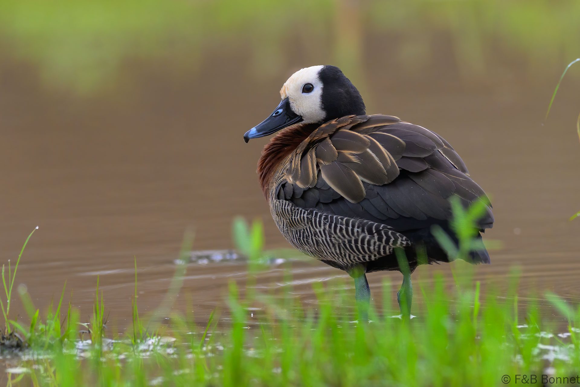 White-faced Whistling Duck - South Africa - Kruger NP - 2025