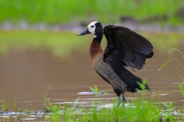 White-faced Whistling Duck - South Africa - Kruger NP - 2025
