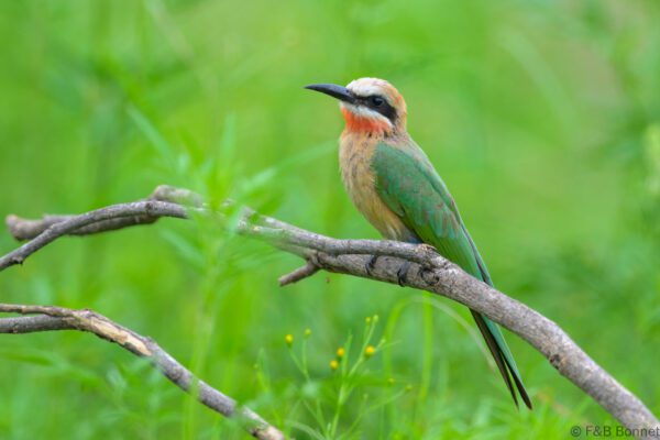 White-fronted Bee-eater - South Africa - Kruger NP - 2025