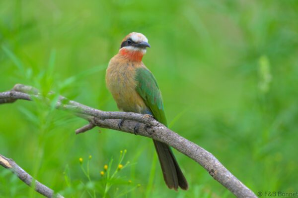 White-fronted Bee-eater - South Africa - Kruger NP - 2025