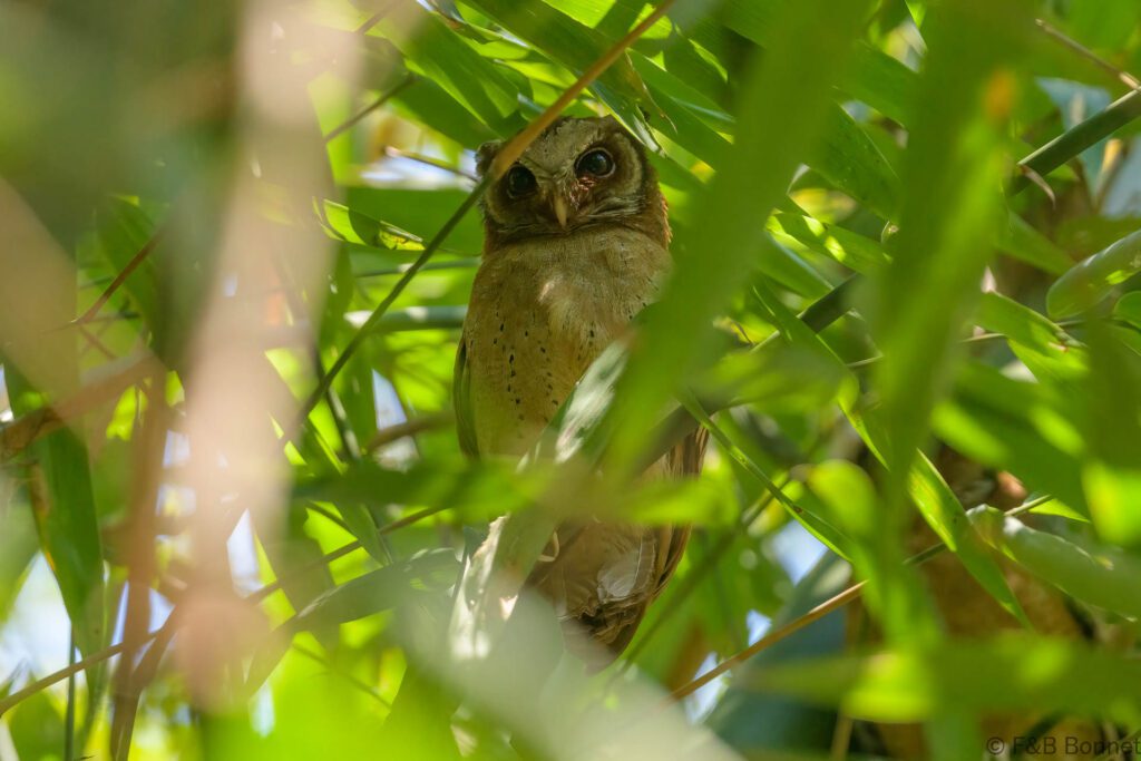 White-fronted Scops Owl - Thailand - Kaeng Krachan - 2025