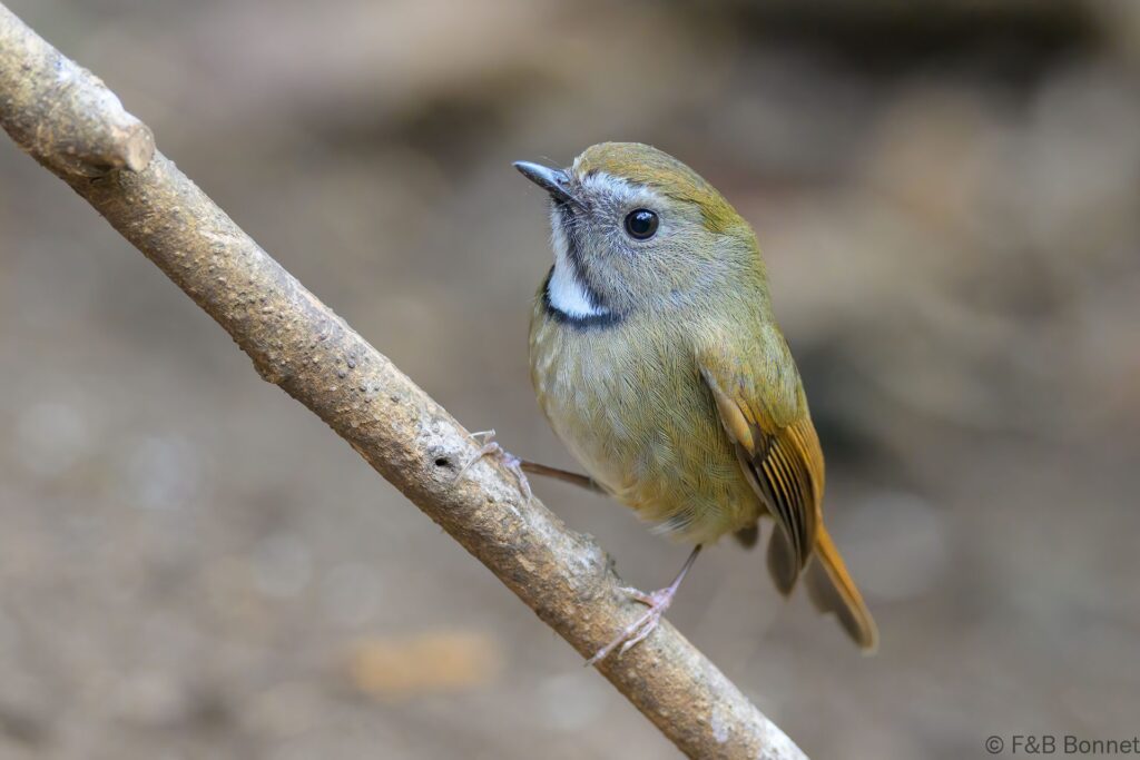 White-gorgeted Flycatcher - China - Yunnan - 2025